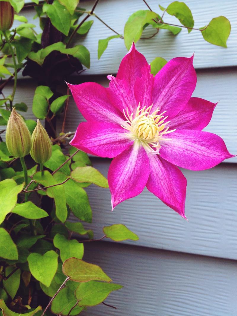 Pink clematis flower