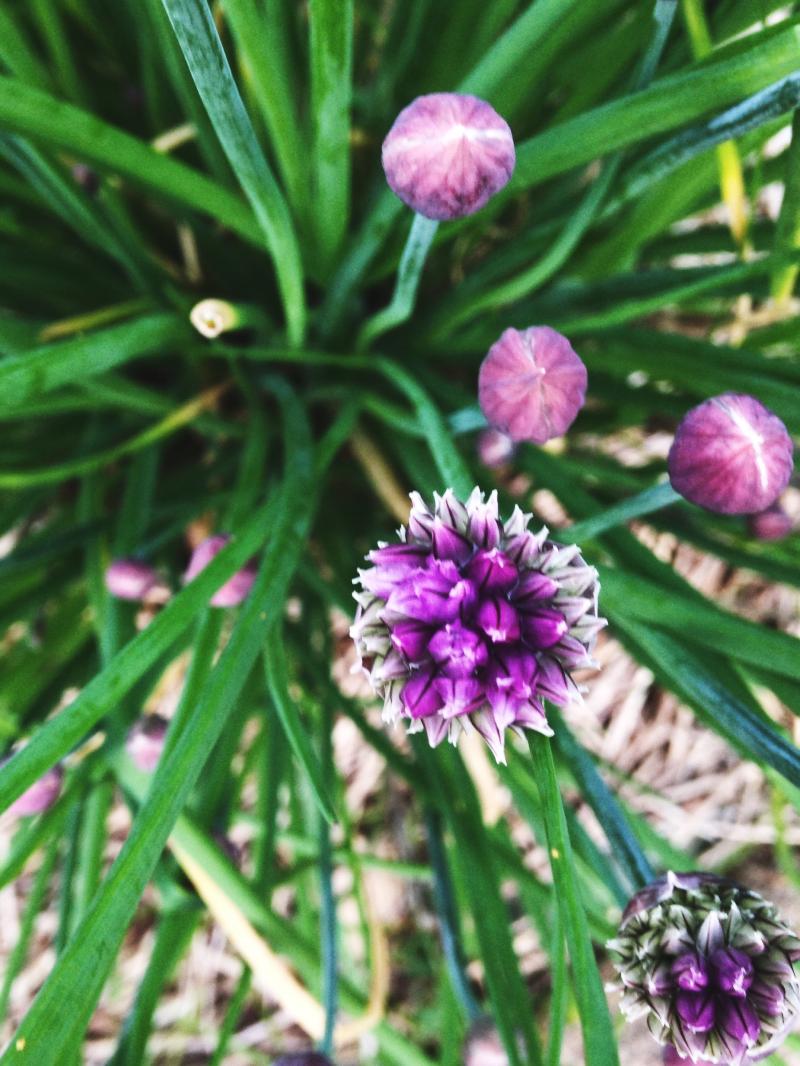 Purple chive flowers