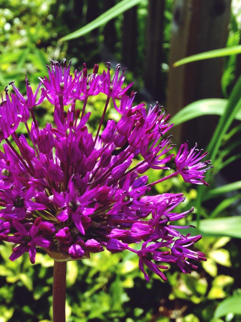 Purple flower for sunny Saturday