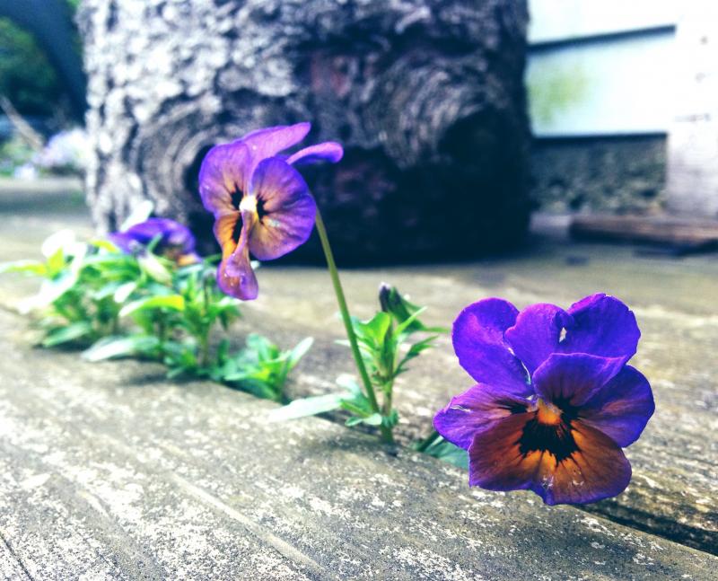 Purple pansies growing up from the deck
