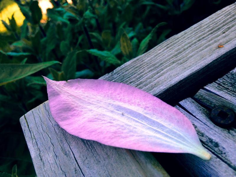 Random flower petal