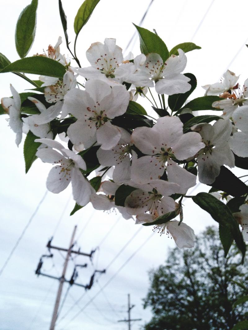 White flowers against telephone poles