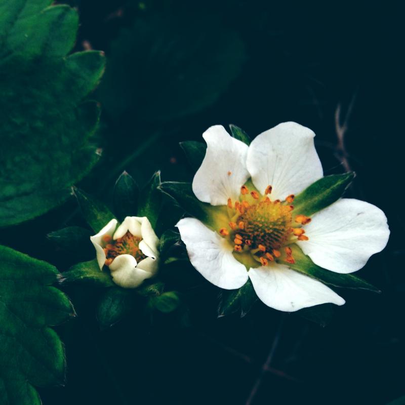 White strawberry flower