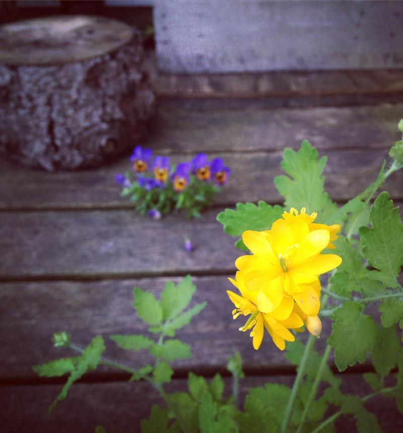 Yellow flowers on the deck