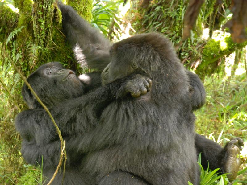 Gorillas discovered having lesbian sex for the very first time Gorillas discovered having lesbian sex for the very first time