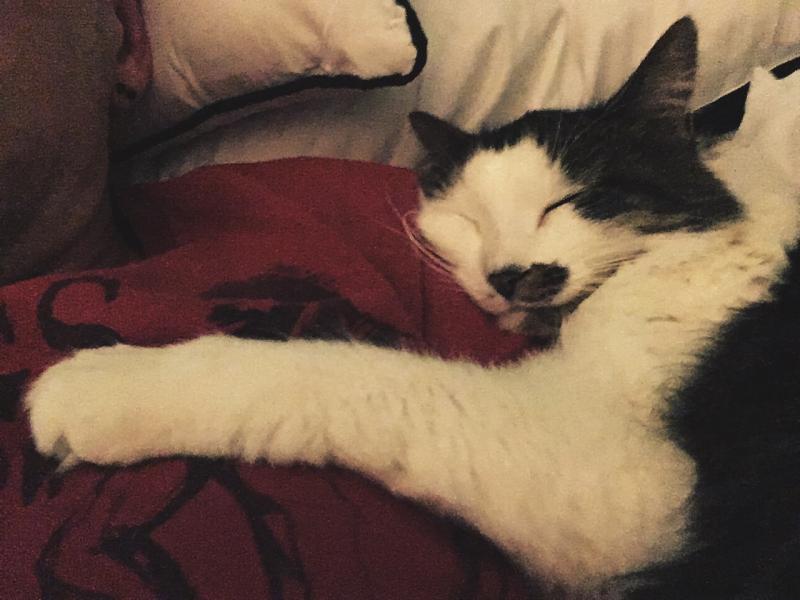 Cat is wore plum clean out