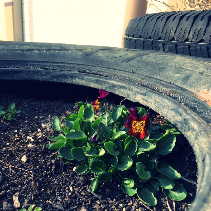 Happy Monday from these flowers in a tire  peeps