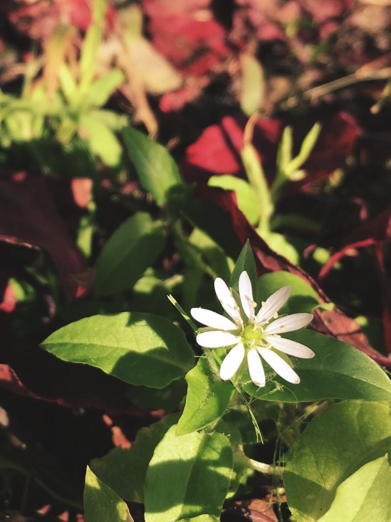 Little white Fall flower