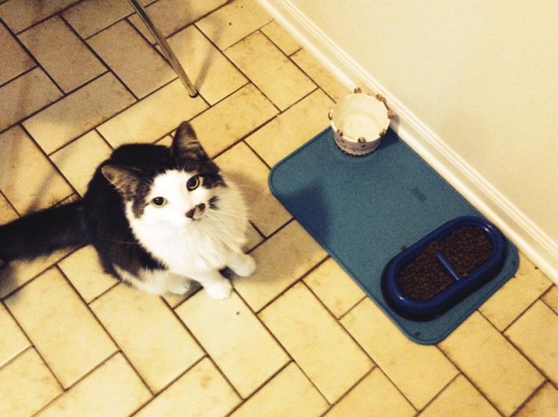 Mirah the cat is meowing at me