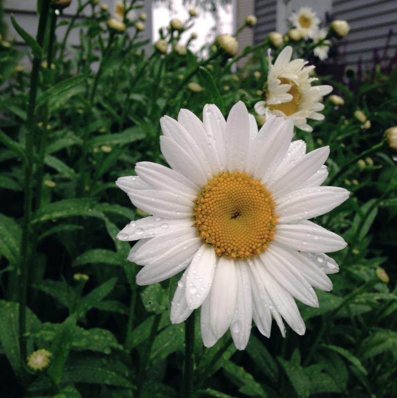 daisies with rain drops