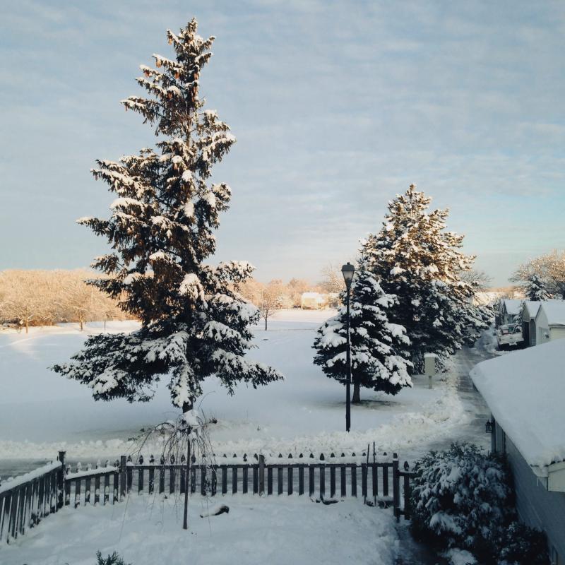 snowy sunrise with trees