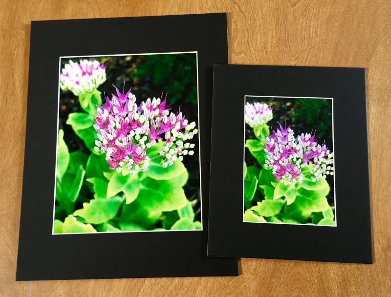 Another pink and white flower - photo prints