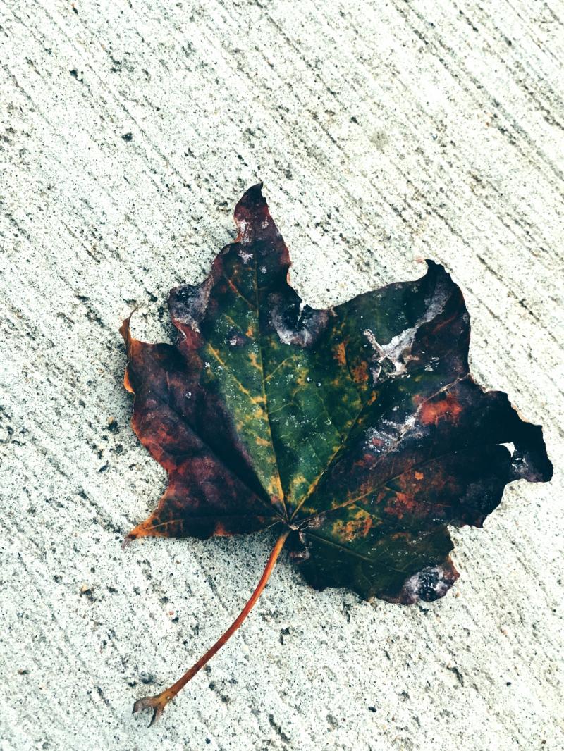 Happy tarnished leaf day, peeps