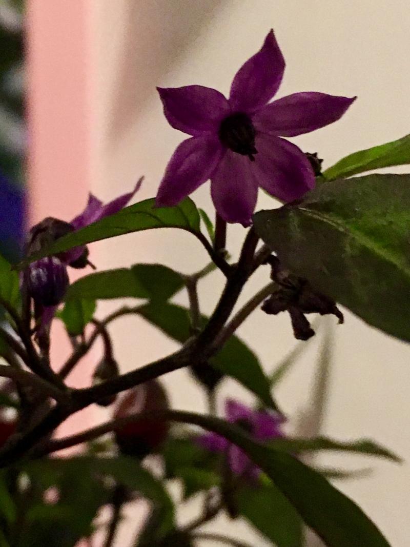 One more pepper plant flower photo