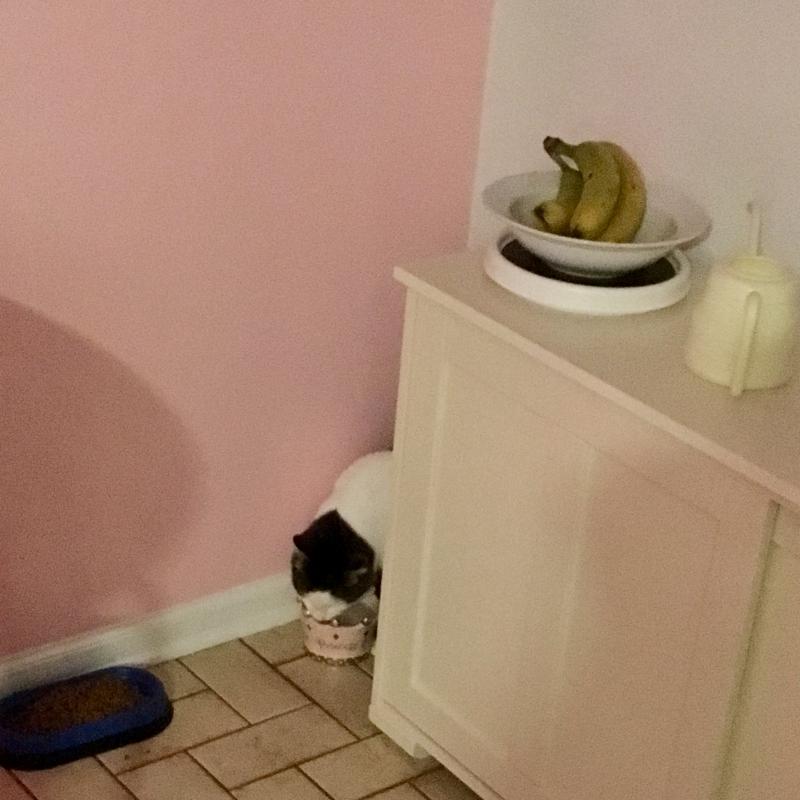 Pearl and her drinking angles