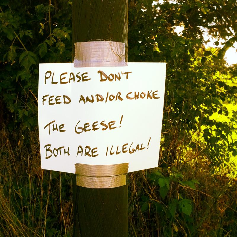 Please don't feed and/or choke the geese