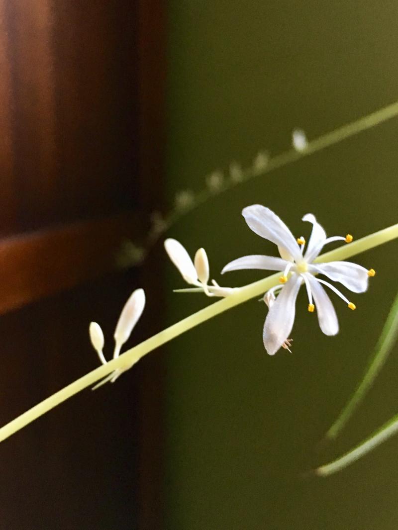 blooming spider plant