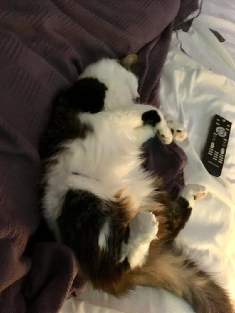 cat sleeping on her back