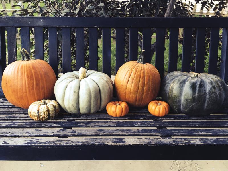 finally got some pumpkins for 2016