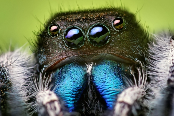 jumping spiders hear long range audio with their hairy legs