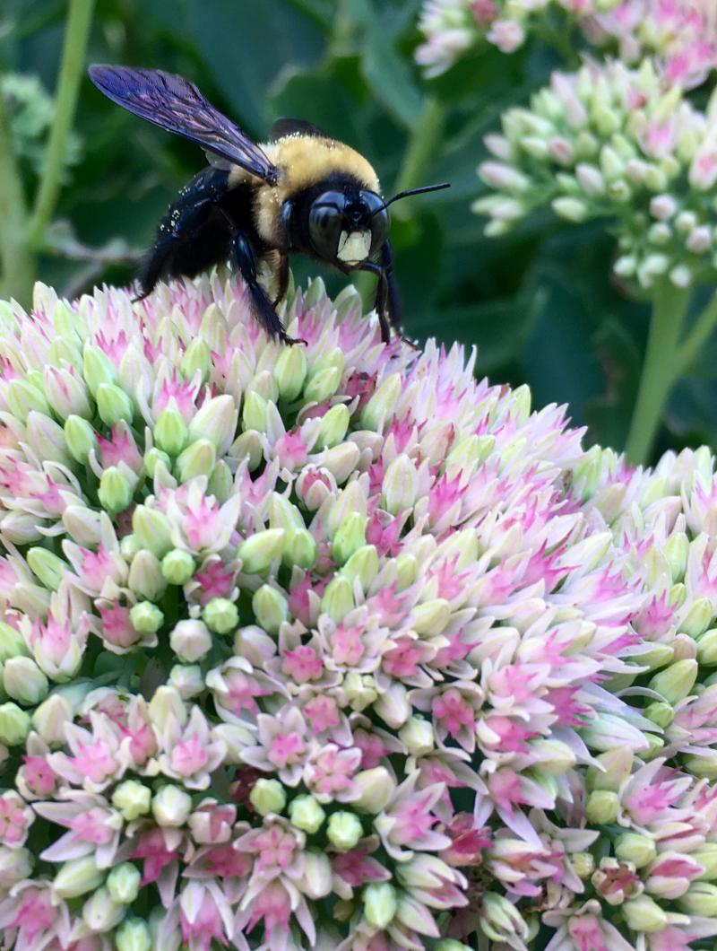 Bee with purple wings on flowers 1