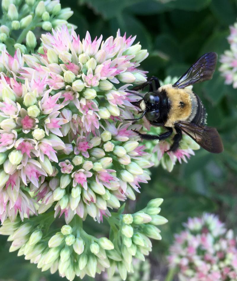 Bee with purple wings on flowers 2