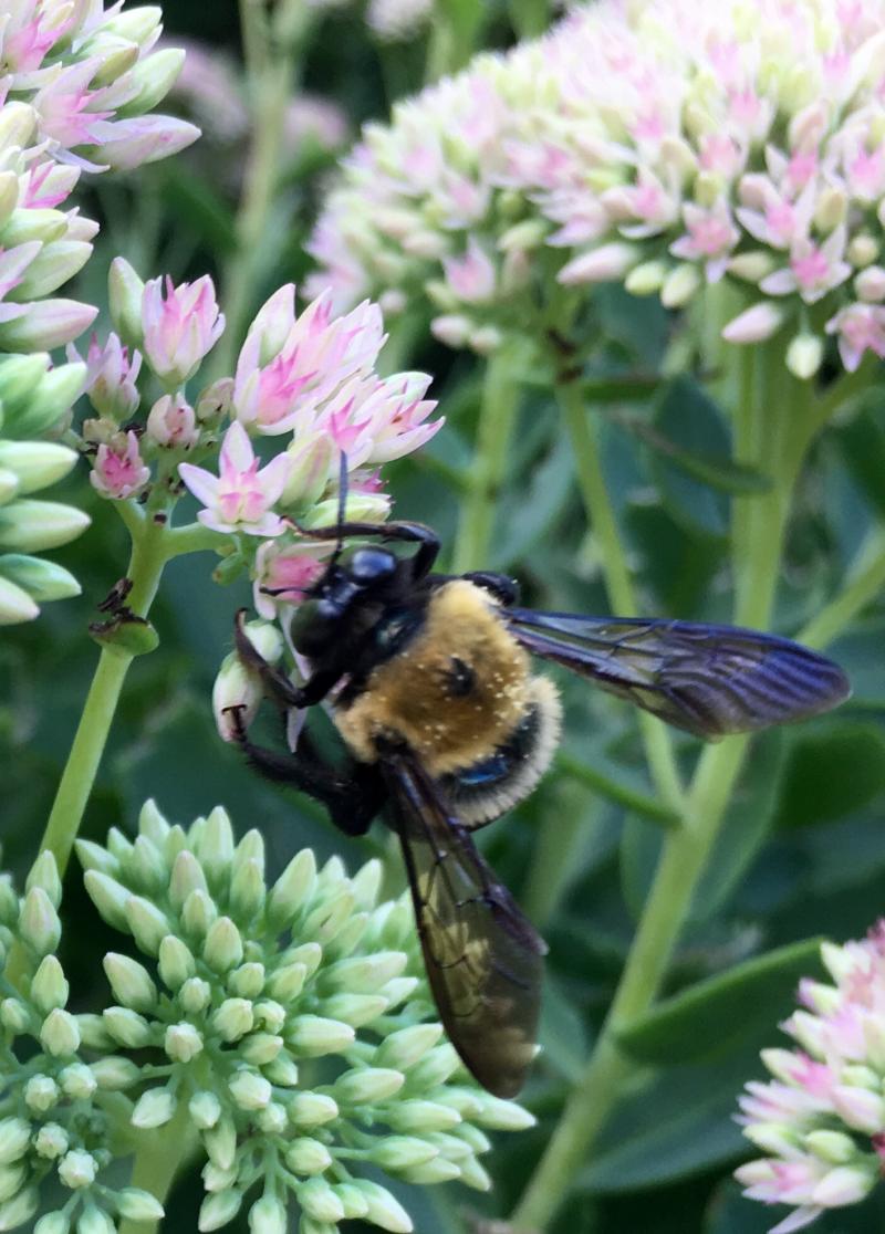 Bee with purple wings on flowers 3