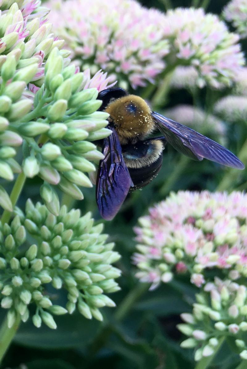 Bee with purple wings on flowers 4