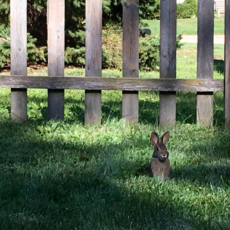 Bunnies always keep their distance