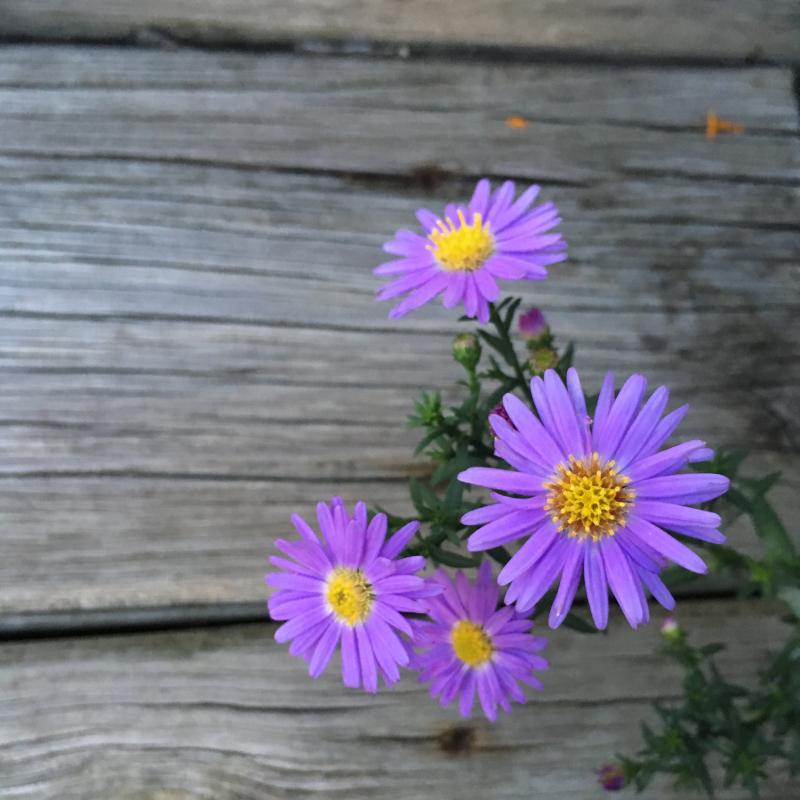 Four lavender flowers