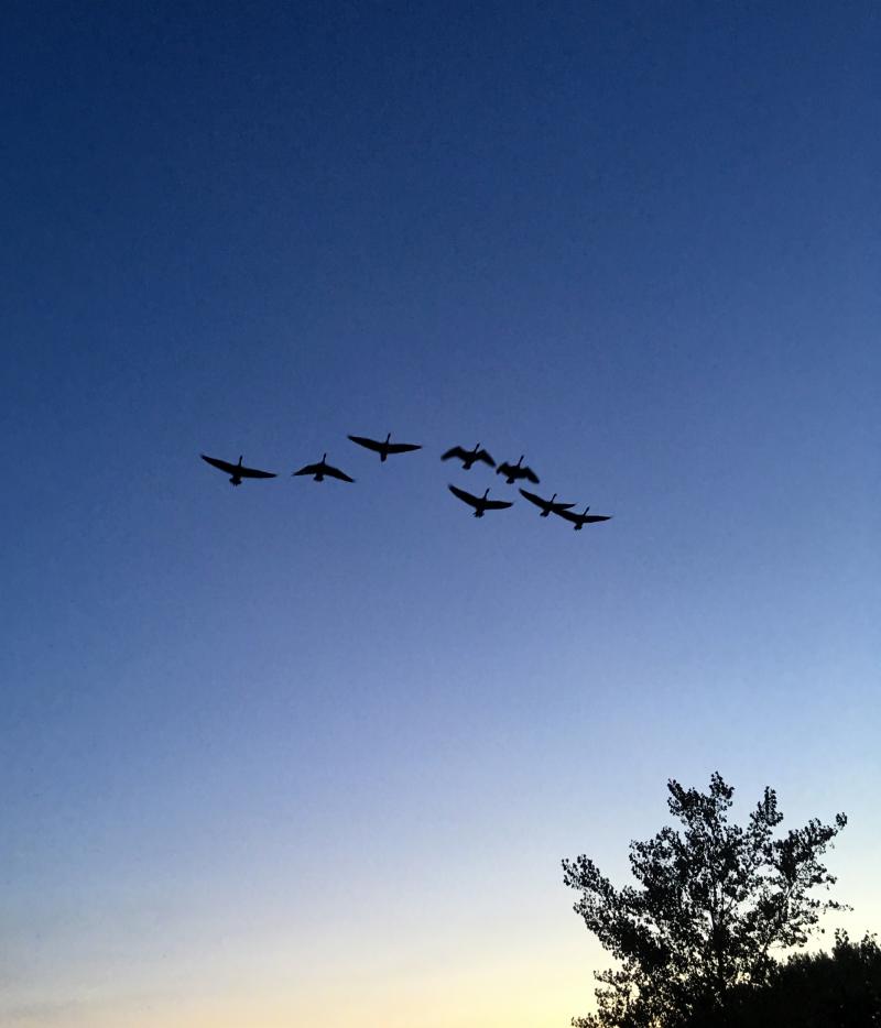 Geese on a twilight blue sky