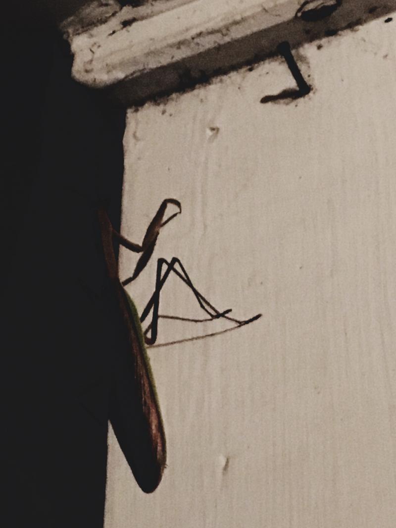Nightime praying mantis on the post 1