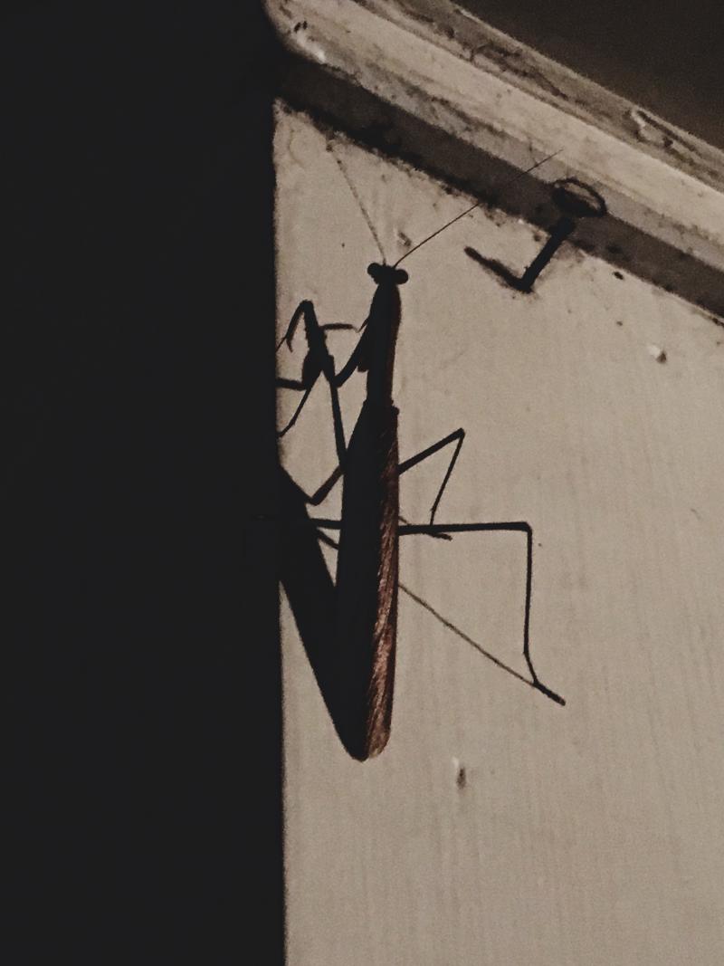Nightime praying mantis on the post 2