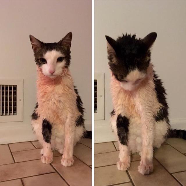 Pearl after her tomato soup bath
