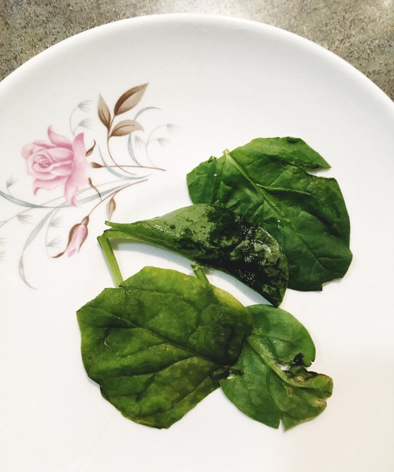 Wilted and watery baby spinach