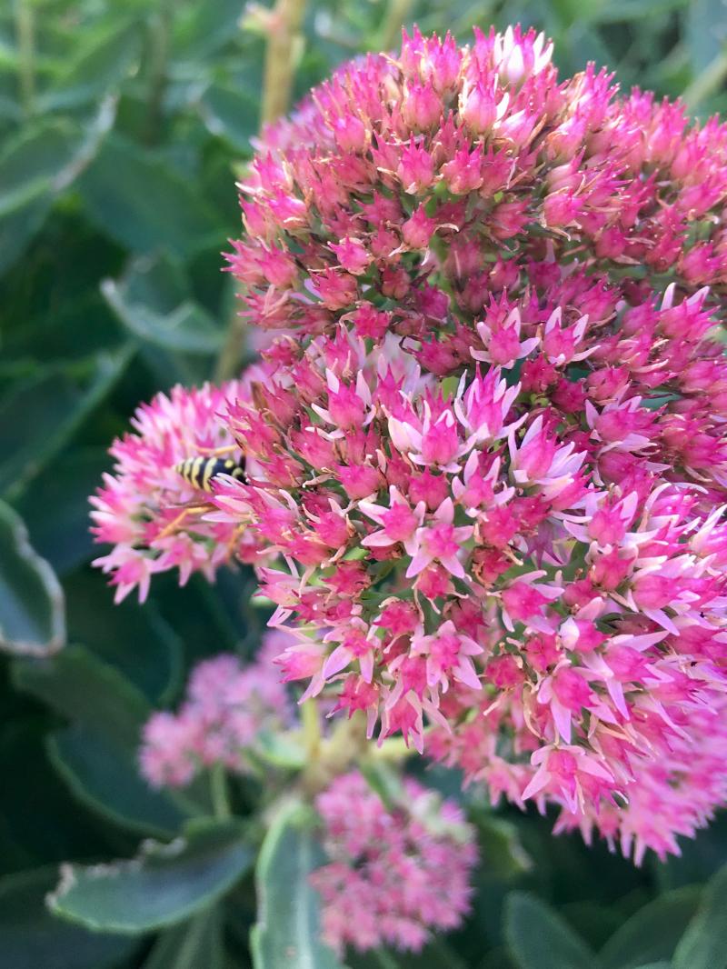 afternoon flower photoshoot 4