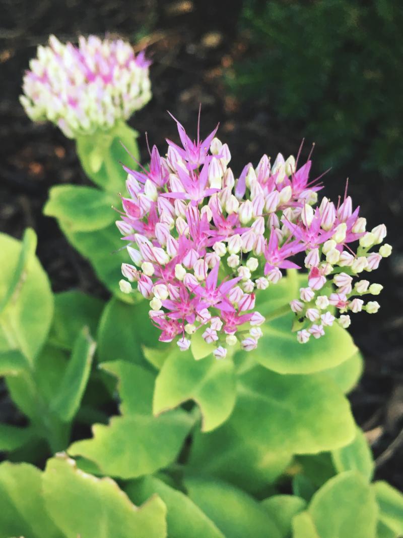another pink and white flower