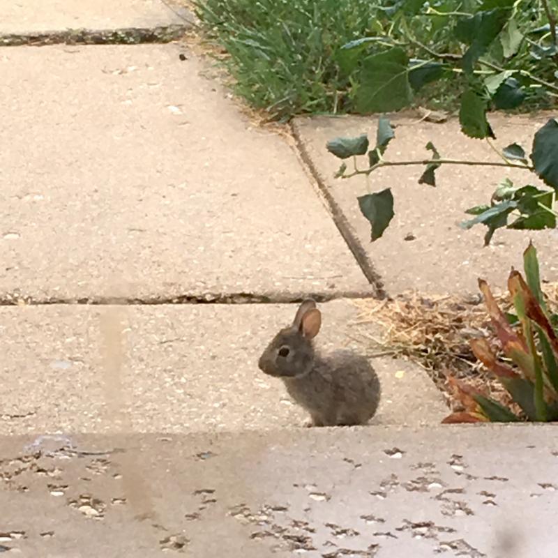 babiest of bunnies