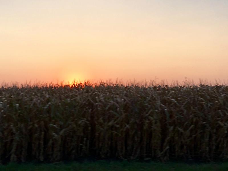 cornfield sunset 1