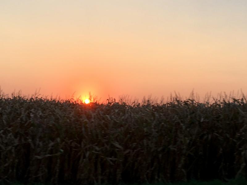 cornfield sunset 2