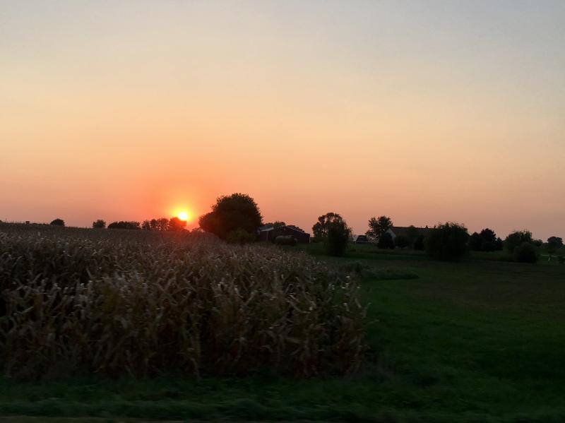 cornfield sunset 3