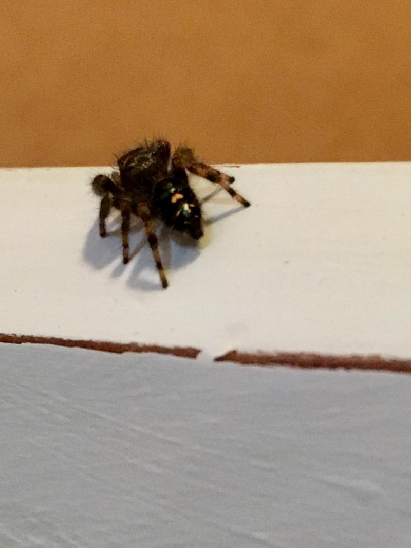 spider standoff and photoshoot 1