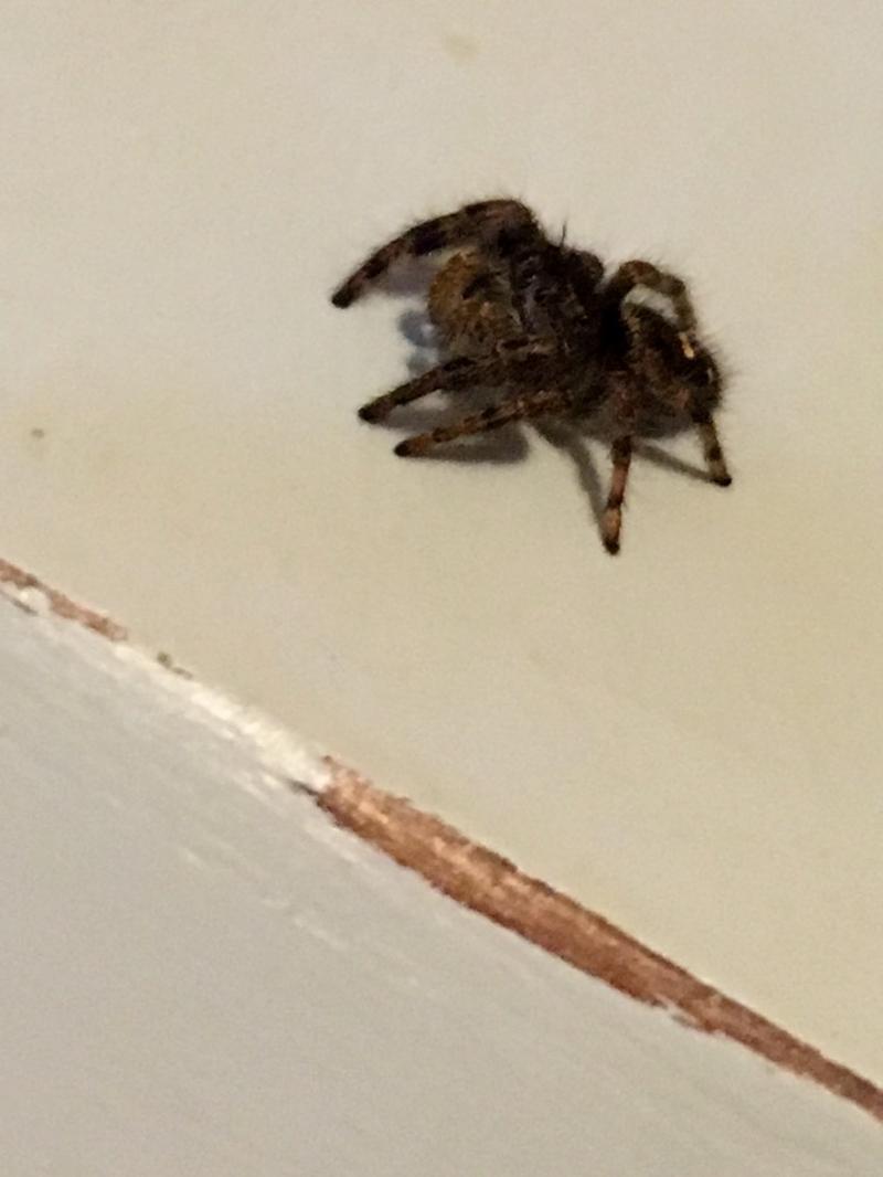 spider standoff and photoshoot 3