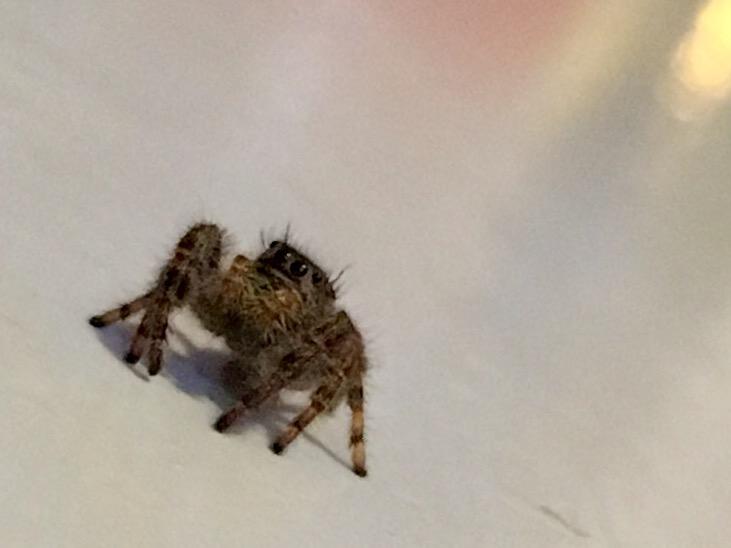 spider standoff and photoshoot 4