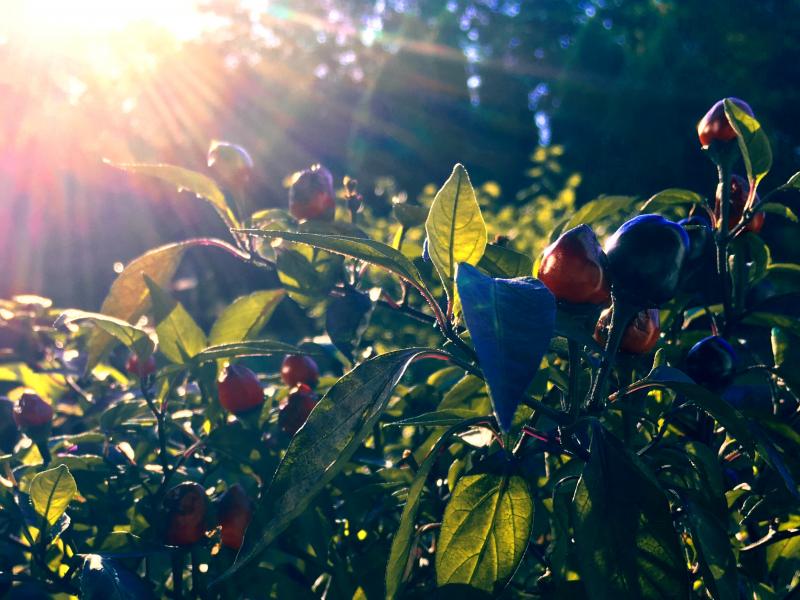 sunny peppers 1