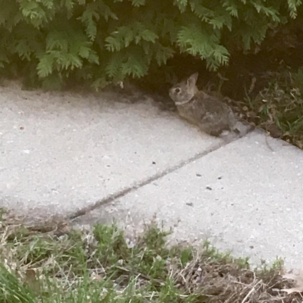 A baby bunny, prob fit in the palm of your hand