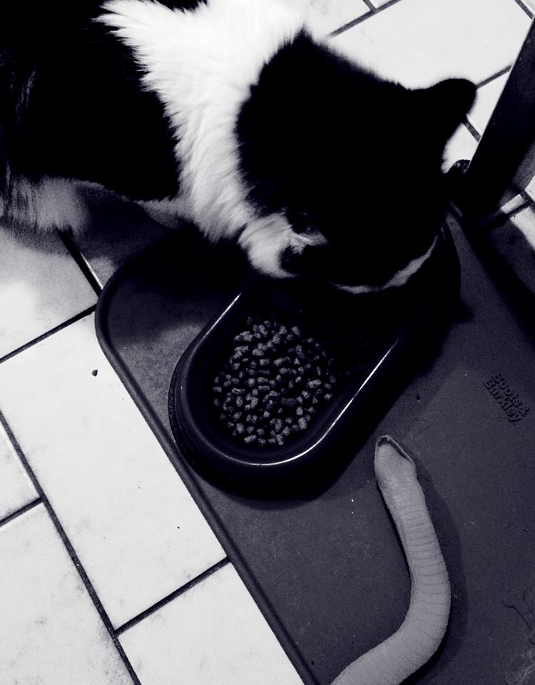 Cat and her rubber snake