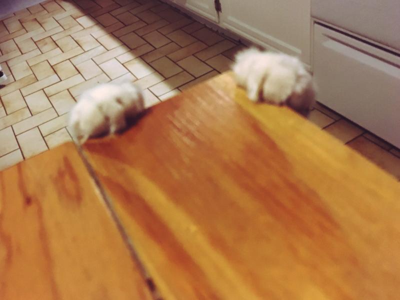 Cat paws on table