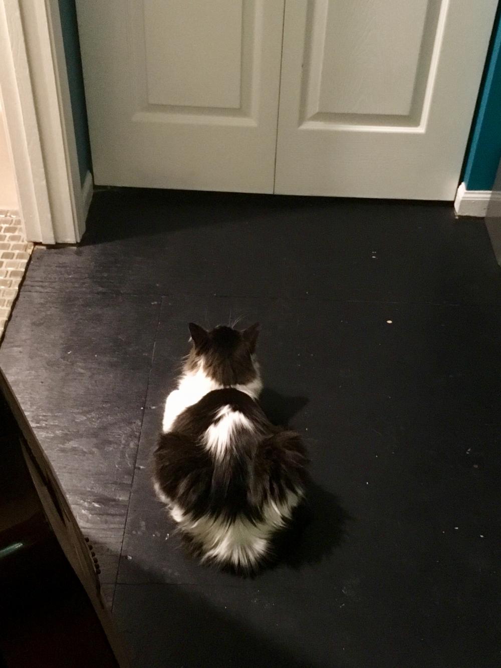 Cat staring at the closed closet door