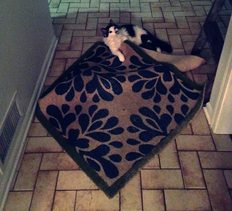 Cat tearing up the rug